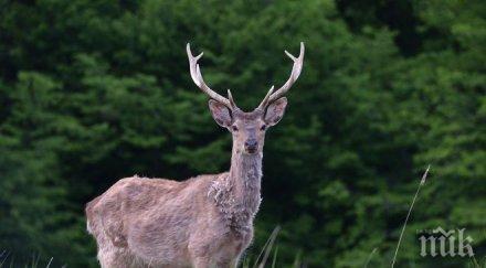 орегон разрешиха прибират пътя ударени автомобили животни използват храна