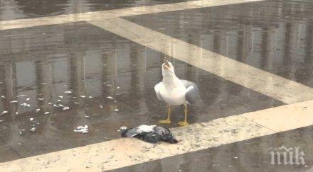 мъж заложник двойка чайки