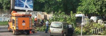 буря кърджали повалени дървета смачкан автомобил