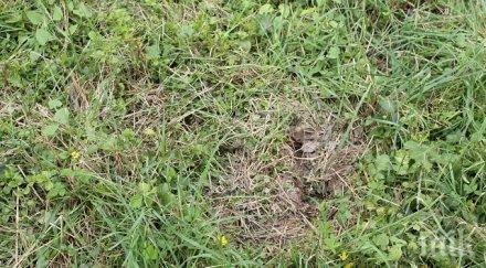 чистка вдигат всички коли тревните площи младост