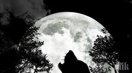 спете спокойно отрекоха влиянието пълнолунието човешкото поведение