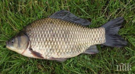 мъртва каракуда изплува аркутино