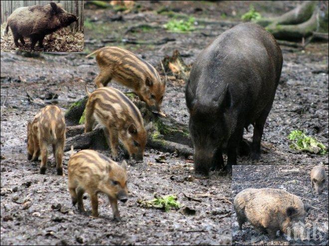 НАПАСТ! Диви прасета нападат овошни градини