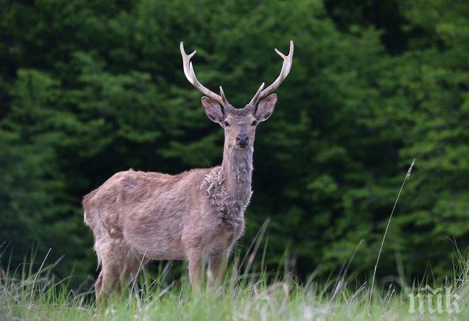 В Орегон разрешиха да се прибират от пътя ударени от автомобили животни и да се използват за храна