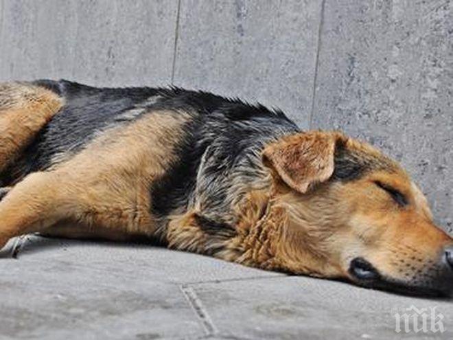 ИЗВЕРГ! Пиян шофьор влачи куче по улиците на Габрово