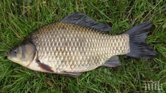 Мъртва каракуда изплува на Аркутино