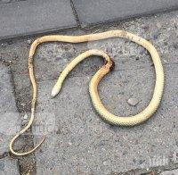 ГАДИНИ! Смолянско пропищя от нашествие на змии