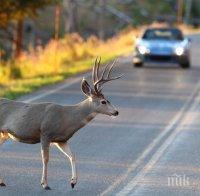 ХИТРЕЦ! Румънските граничари арестуваха чех, пробвал да изнесе близо 700 еленови рога 