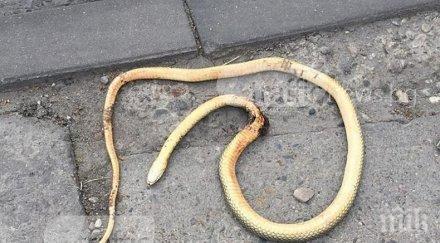 гадини смолянско пропищя нашествие змии