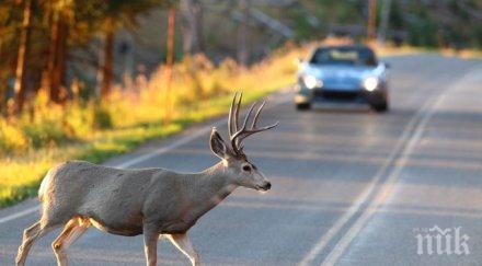хитрец румънските граничари арестуваха чех пробвал изнесе близо 700 еленови рога
