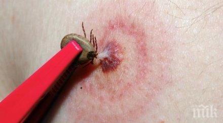 внимание кърлежи нападнаха плажовете случая ухапани седмица варна