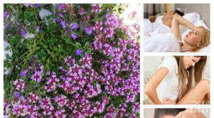 ползи здравето мащерката