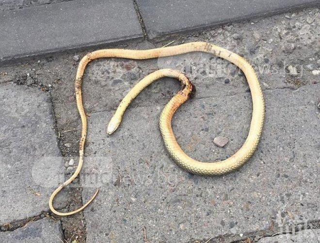 ГАДИНИ! Смолянско пропищя от нашествие на змии