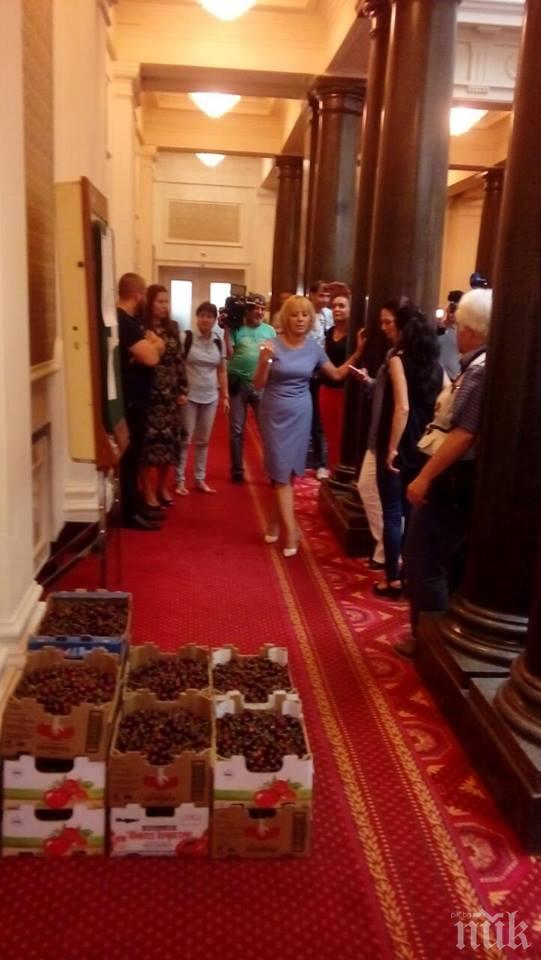 БРАВО! Мая Манолова напълни стаите на депутатите с 10 кашона череши (СНИМКИ)