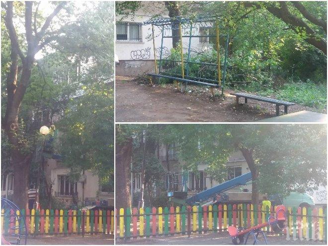 СИГНАЛ ДО ПИК TV! Шокираща безотговорност! В София режат дървета над главите на играещи си деца (СНИМКИ/ВИДЕО)