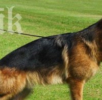 Куче опита да спаси стопанина си като повика помощ от съседи