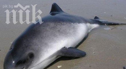 мъртъв делфин изхвърли черно море близо варна