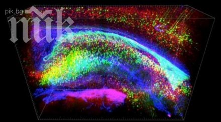 учени направиха мозъка прозрачен