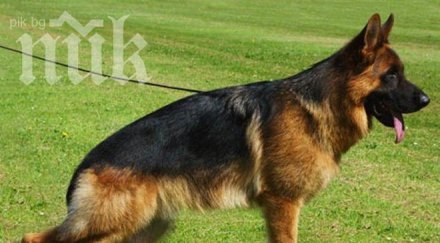 куче опита спаси стопанина повика помощ съседи