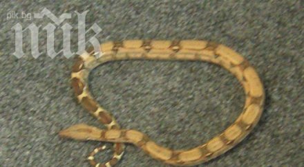 змии изпълзяха перник