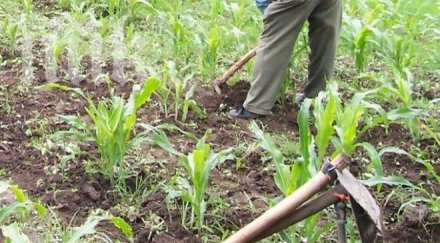 кравар преби мотика сърдита съседка пасял животните двора