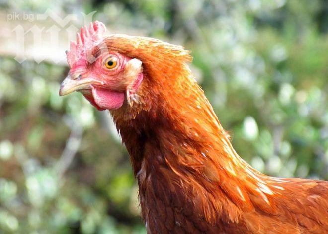 Нов птичи грип откриха в Китай