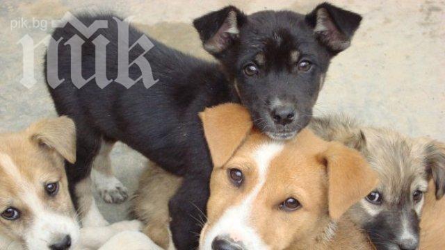 В Пловдив намират стопани за бездомните кучета