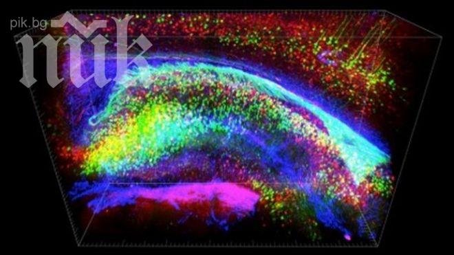 Учени направиха мозъка прозрачен