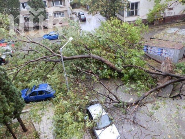 Клон падна върху главата на жена