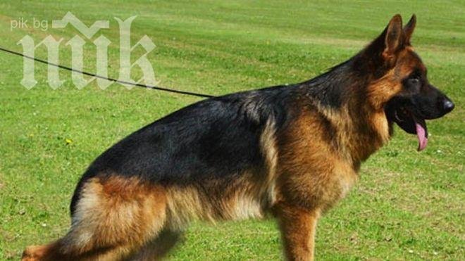 Куче опита да спаси стопанина си като повика помощ от съседи