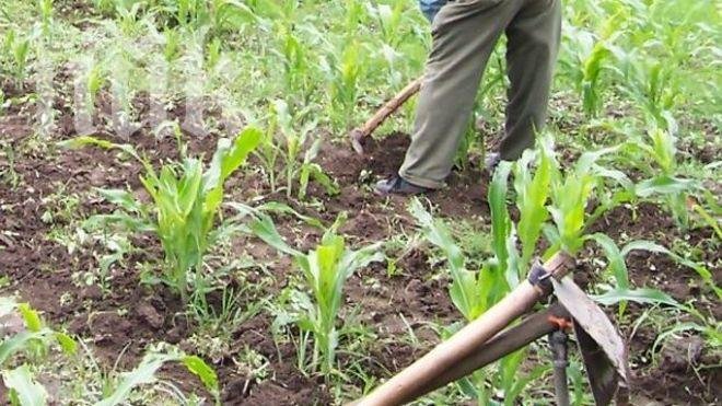 Кравар преби с мотика сърдита съседка, пасял животните в двора й