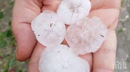 градушка орех удари село славейно унищожи 100 земеделската продукция