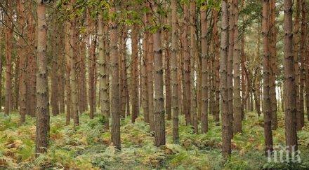 земеделското министерство инвестира 828 млн лева горите