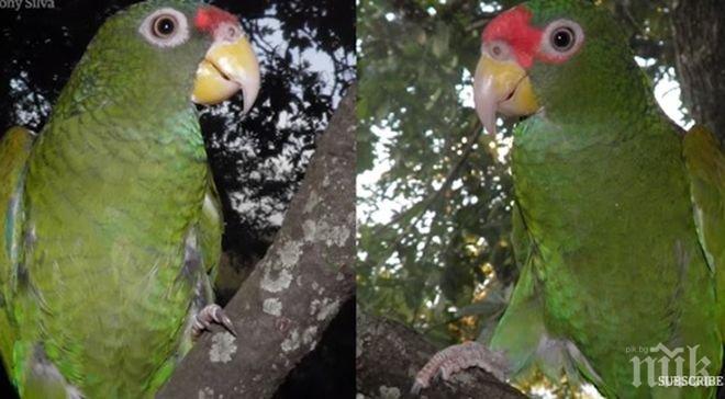 Нова порода! Неизвестен вид папагали бе открит в Мексико
