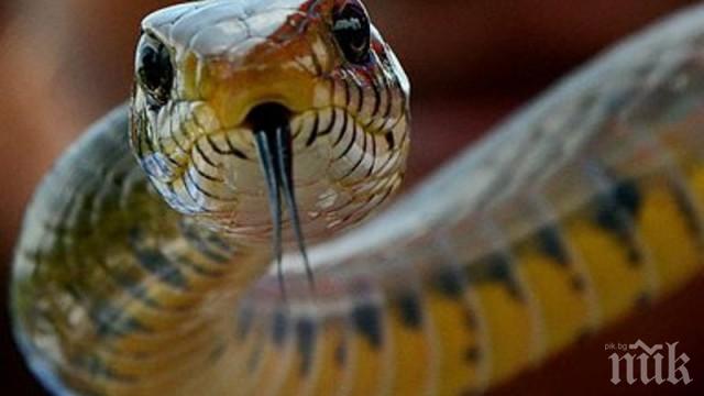 НАПАСТ! Огромни змии налазиха Ардино