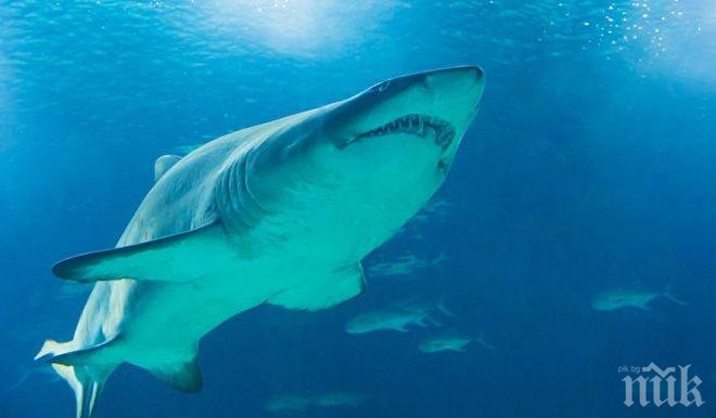 Паника! Няколко плажа в Майорка бяха евакуирани през уикенда заради синя акула