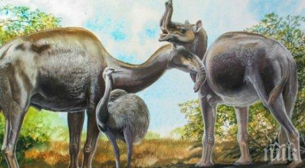 сензация учени извлякоха днк странното древно животно