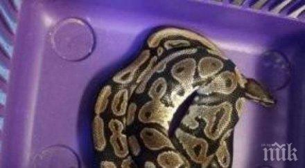 потрес намериха три питона парк лондон