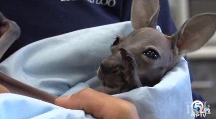 втори шанс кенгуруто лили отгледано служители зоопарк завърна естествената среда видео