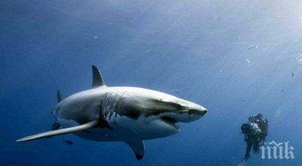 пълен шаш съвети оцеляване убият