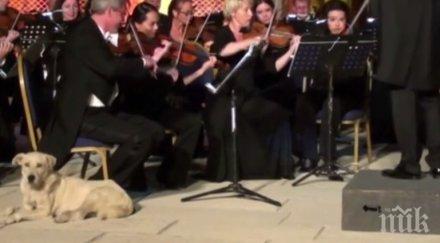 бездомно куче включи концерт виенската филхармония изслуша менделсон