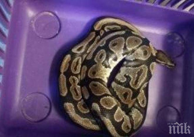 ПОТРЕС! Намериха три питона в парк в Лондон 