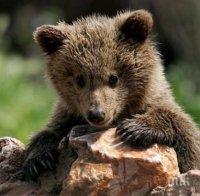 Мечки изкараха акъла на туристи край Сливен