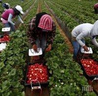 РАЗКРИТИЕ! Как много българи се оказват трудово експлоатирани в чужбина