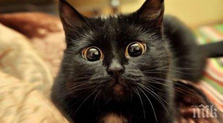 нова мания котки социалните мрежи намерите spotthecat