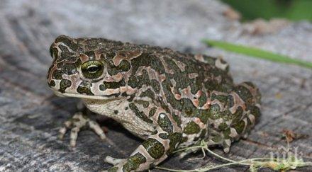 шокирана туристка ожали басейна хисаря рипала жаба