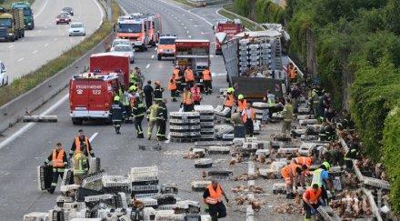 хиляди кокошки блокираха магистрала австрия