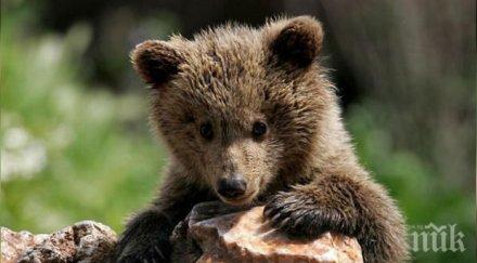 мечки изкараха акъла туристи сливен