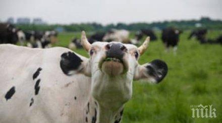 страшна стихия бурята уби три крави свищовско село