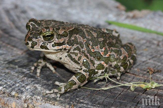 Шокирана туристка се ожали - до басейна й в Хисаря рипала жаба